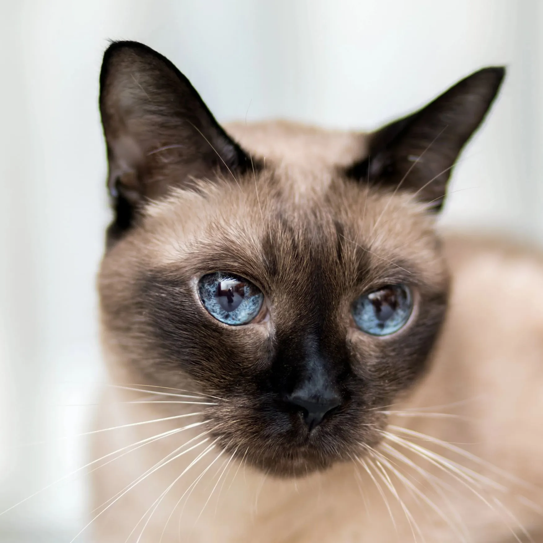 Closeup of a Siamese cat face with striking blue almond shaped eyes and dark facial markings