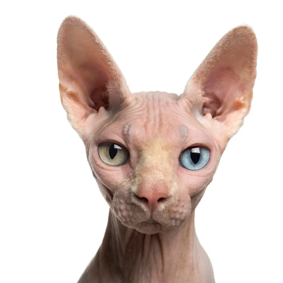 Close up of a hairless Sphynx cat with wrinkled pink skin and striking heterochromatic eyes