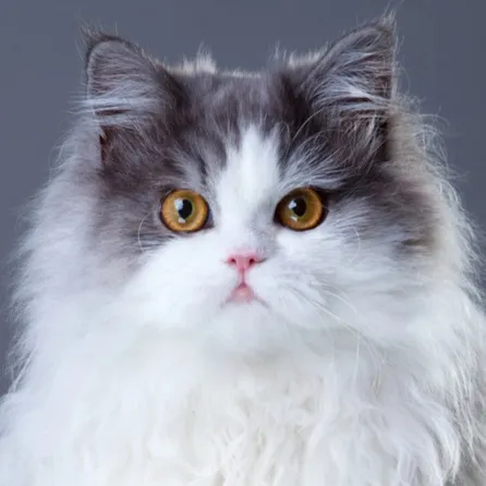 Fluffy Persian cat with grey and white fur round amber eyes and a pink nose looking directly forward