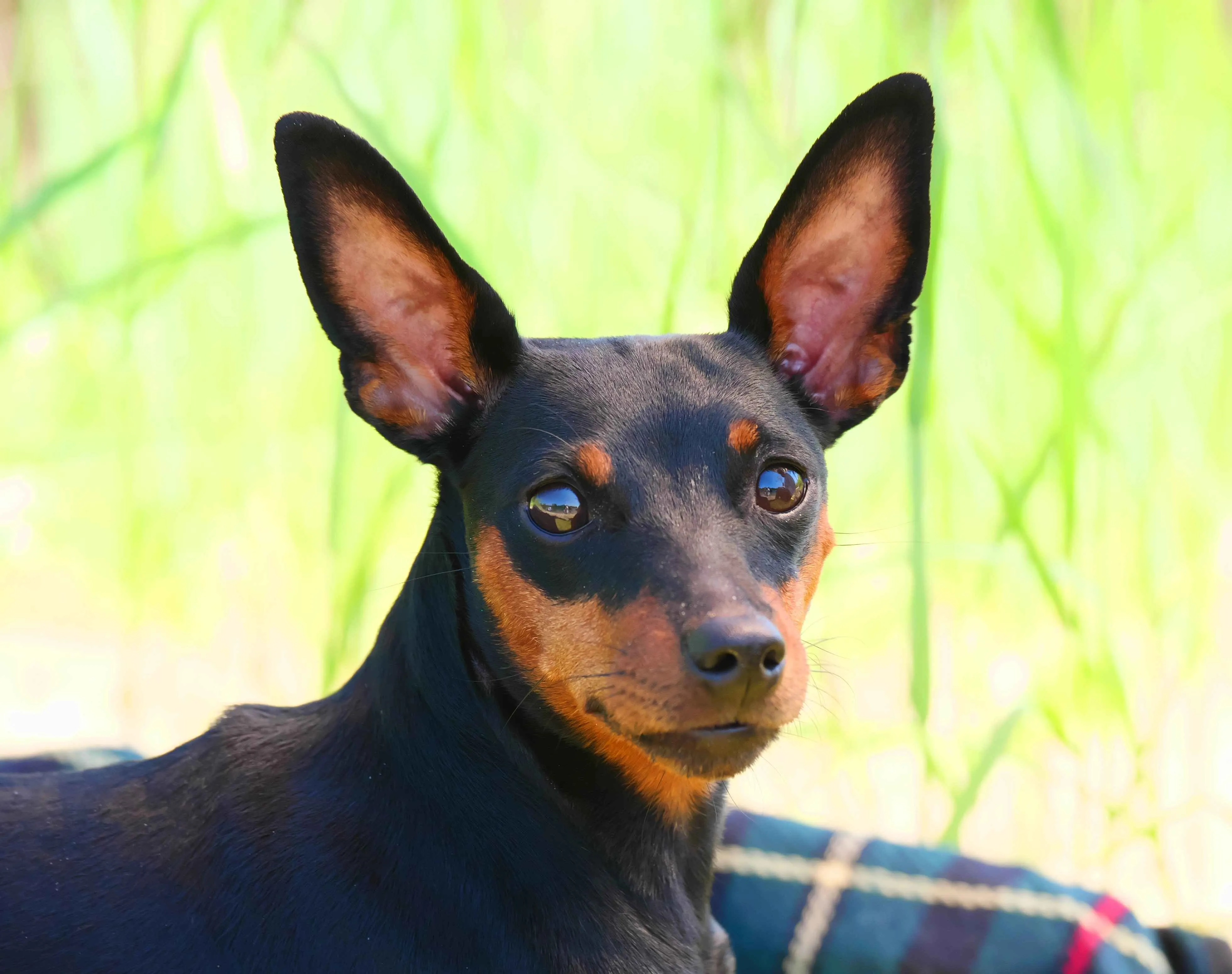 Small black and tan dog with large pointed ears looking forward