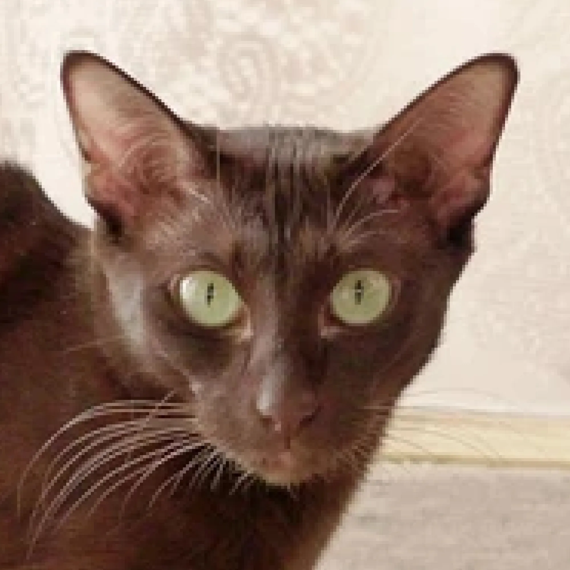 close up of a Havana Brown cats face reveals its distinctive warm brown coat