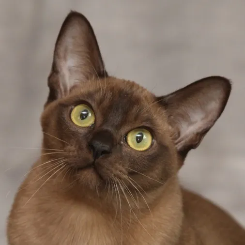 Close up of a brown Burmese cat with striking yellow eyes looking upwards with a curious expression