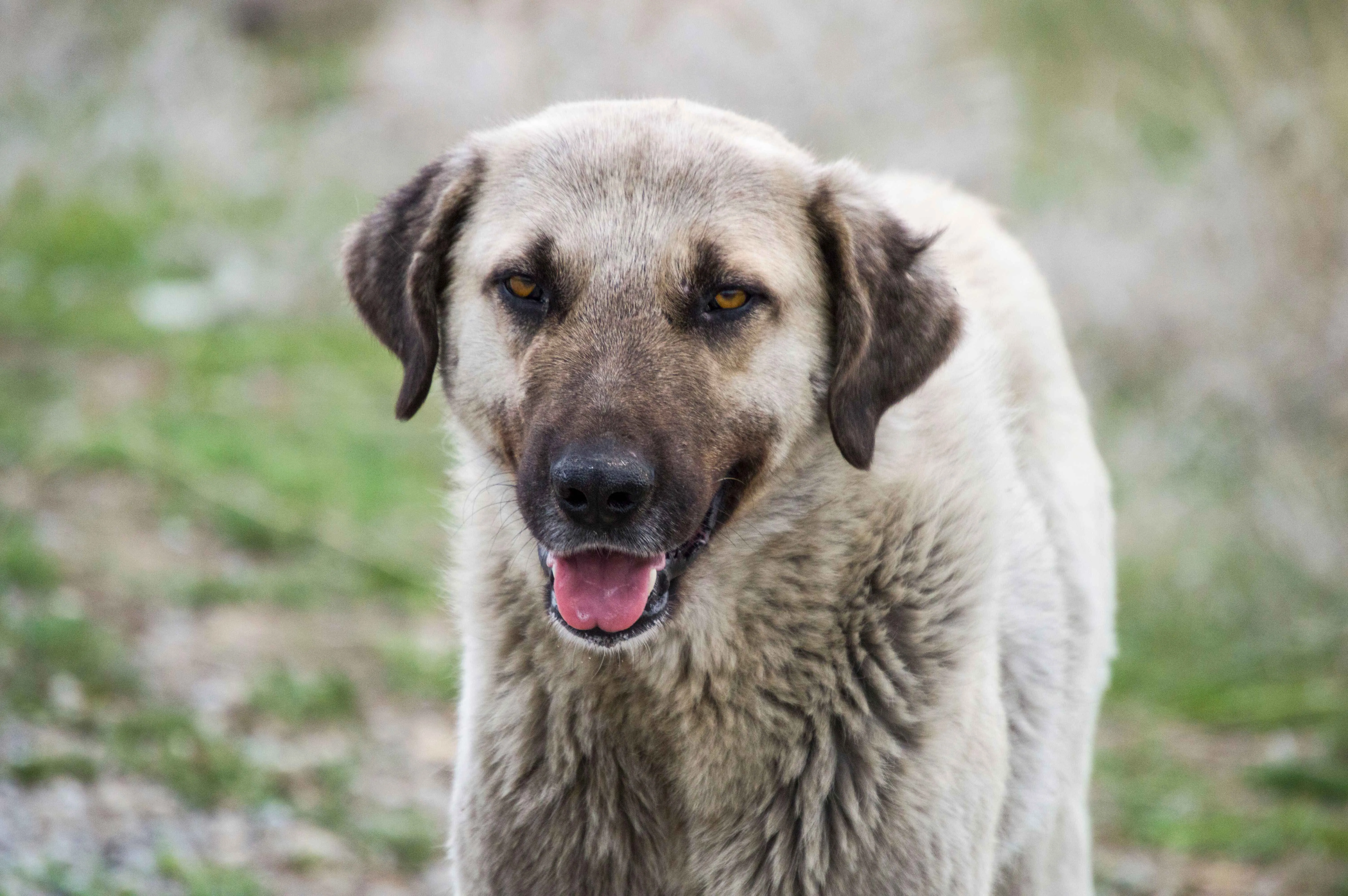 A large light colored Kangal Shepherd Dog with a black muzzle looks directly at the camera
