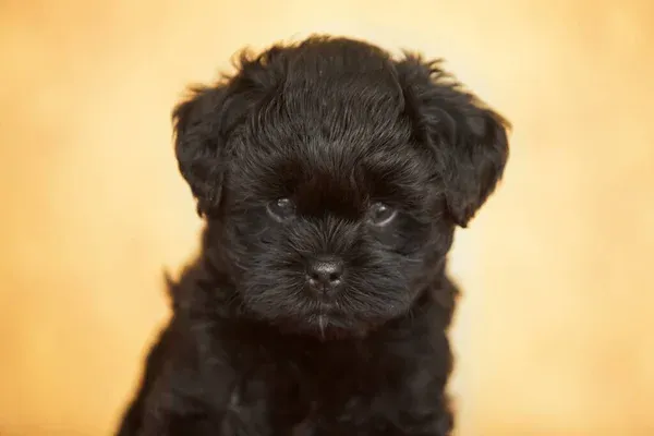 Black Affenpinscher puppy sits facing forward yellow background head slightly tilted