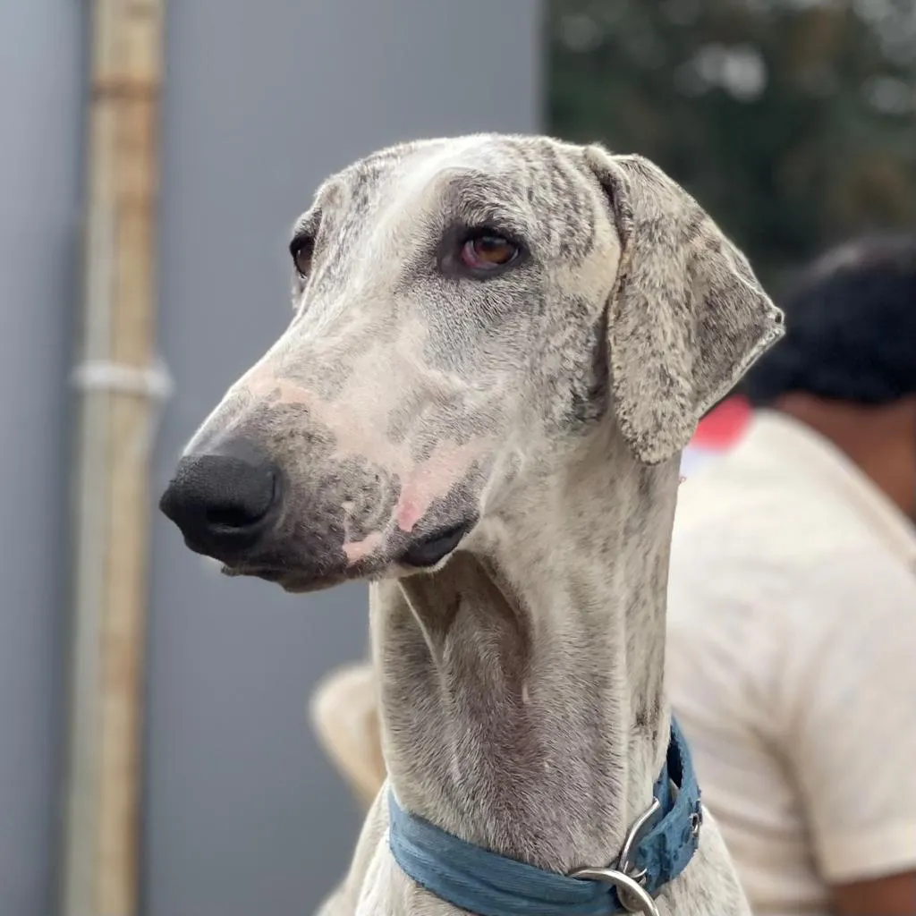 Mudhol hound