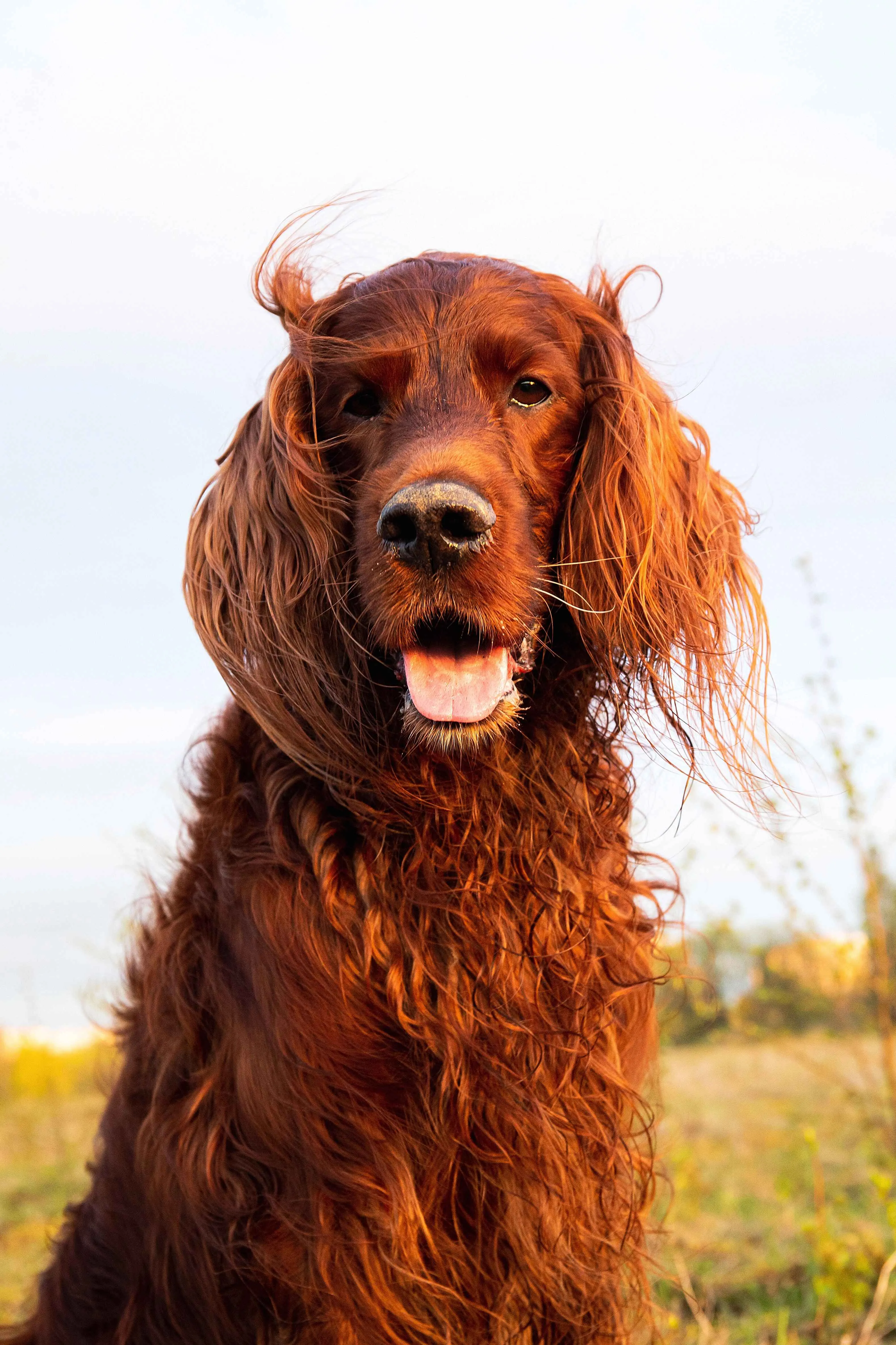 Close up of a reddish brown dog with long wavy fur and floppy ears