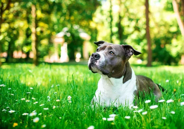 Gray and white American Staffordshire Terrier lies in green grass with small white flowers around