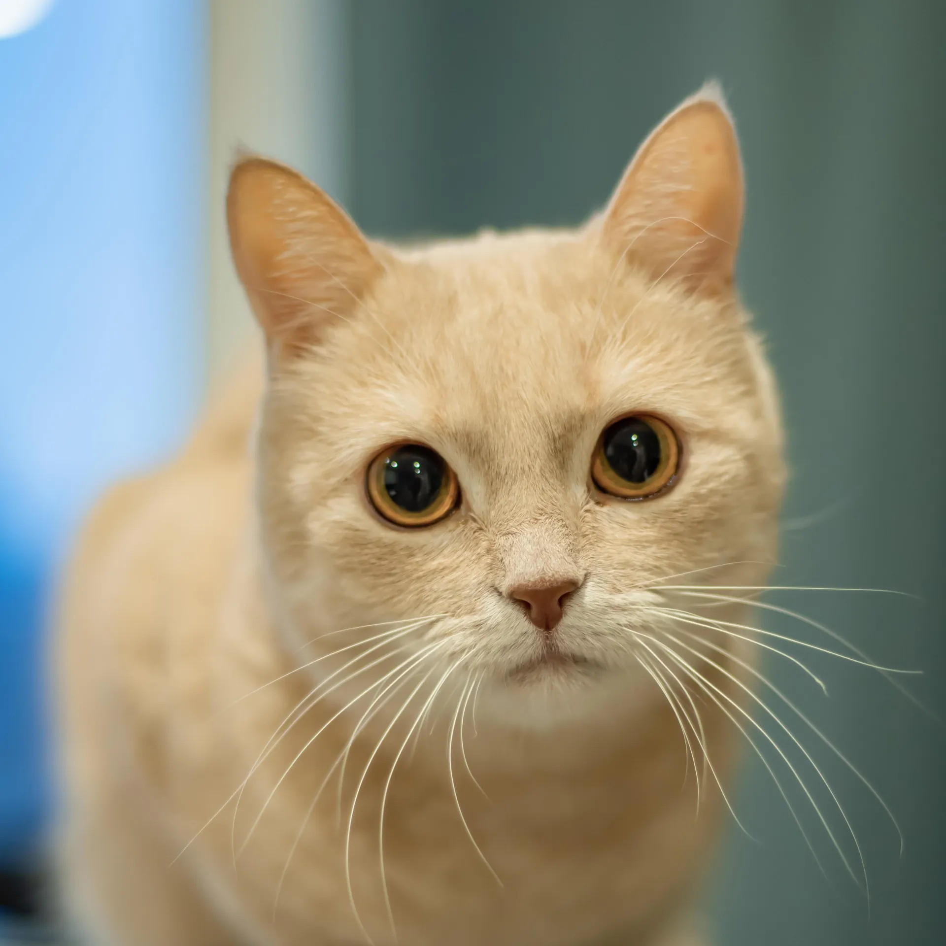 Close up of a cream colored Munchkin cat with short legs and wide amber eyes
