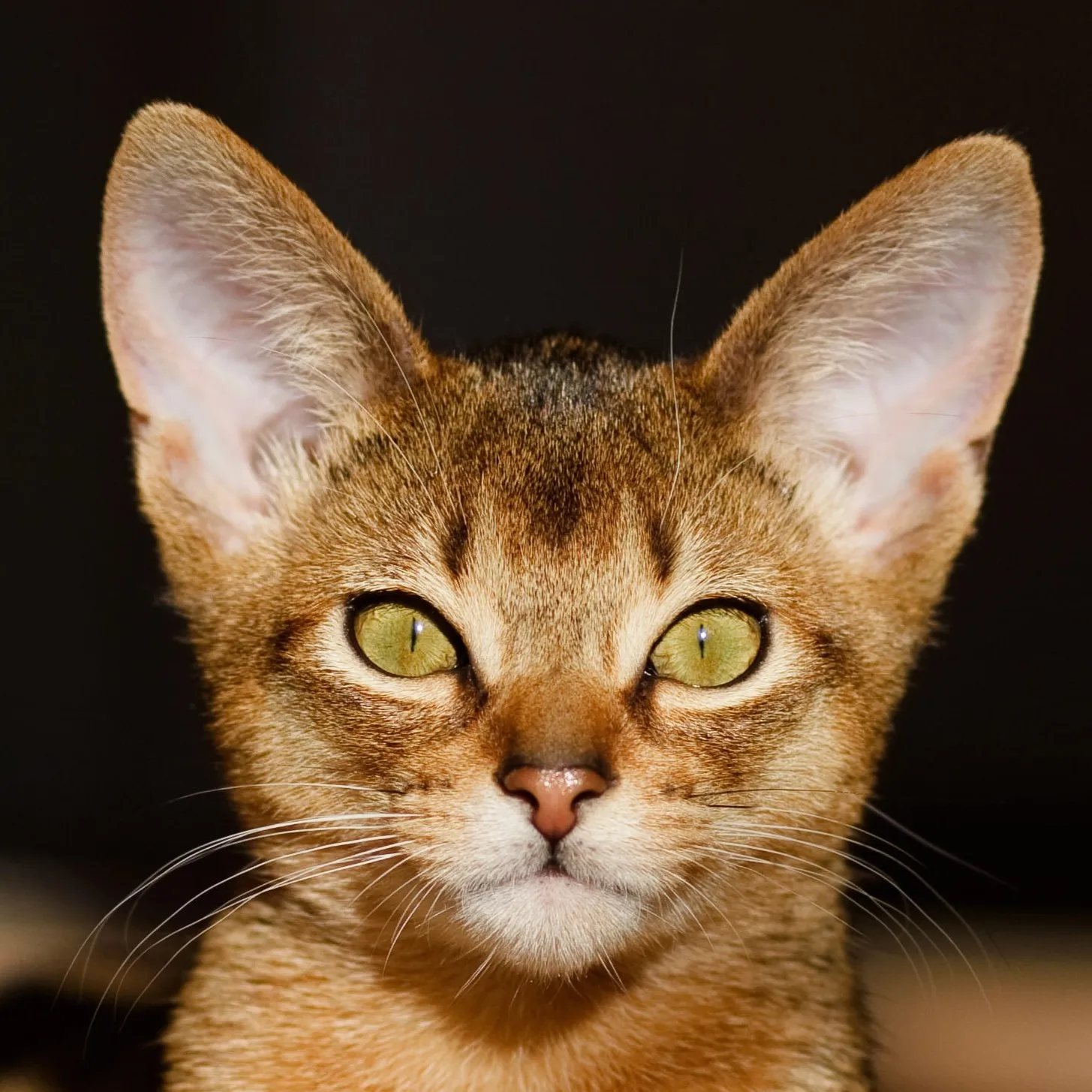 Close up of an Abyssinian cats face with ticked fur large ears and striking yellow green eyes