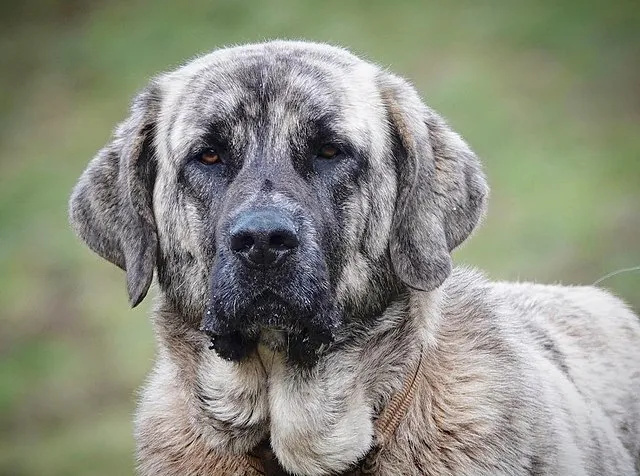 Closeup of a brindle Spanish Mastiffs head showing a serious and thoughtful expression