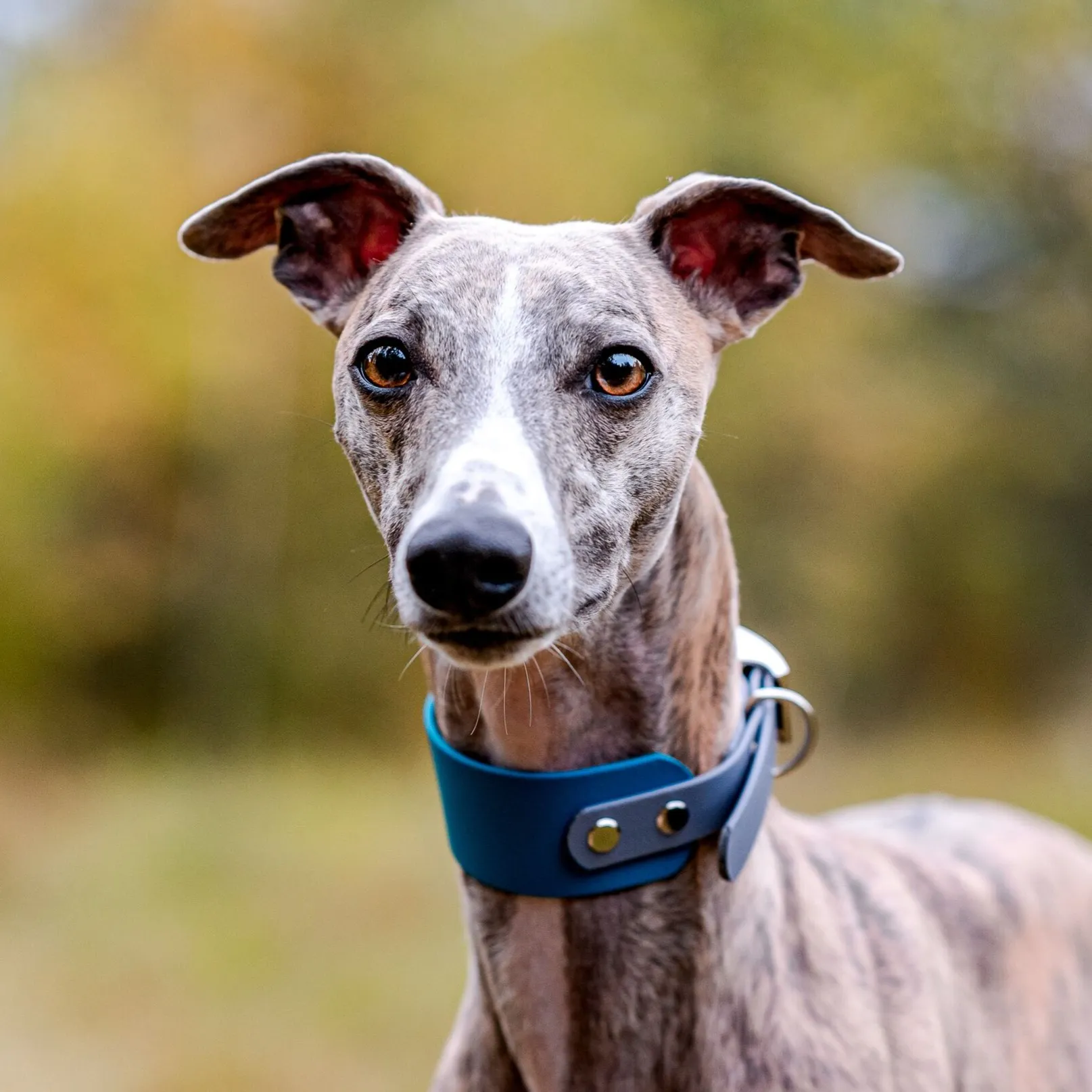 Alert whippet dog with short fur looking intently