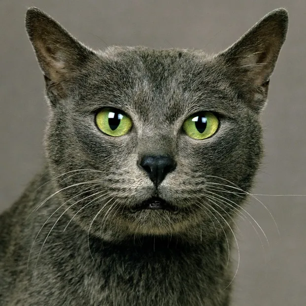 Close up of a grey Korat cat with striking bright green eyes and a heart shaped face looking forward