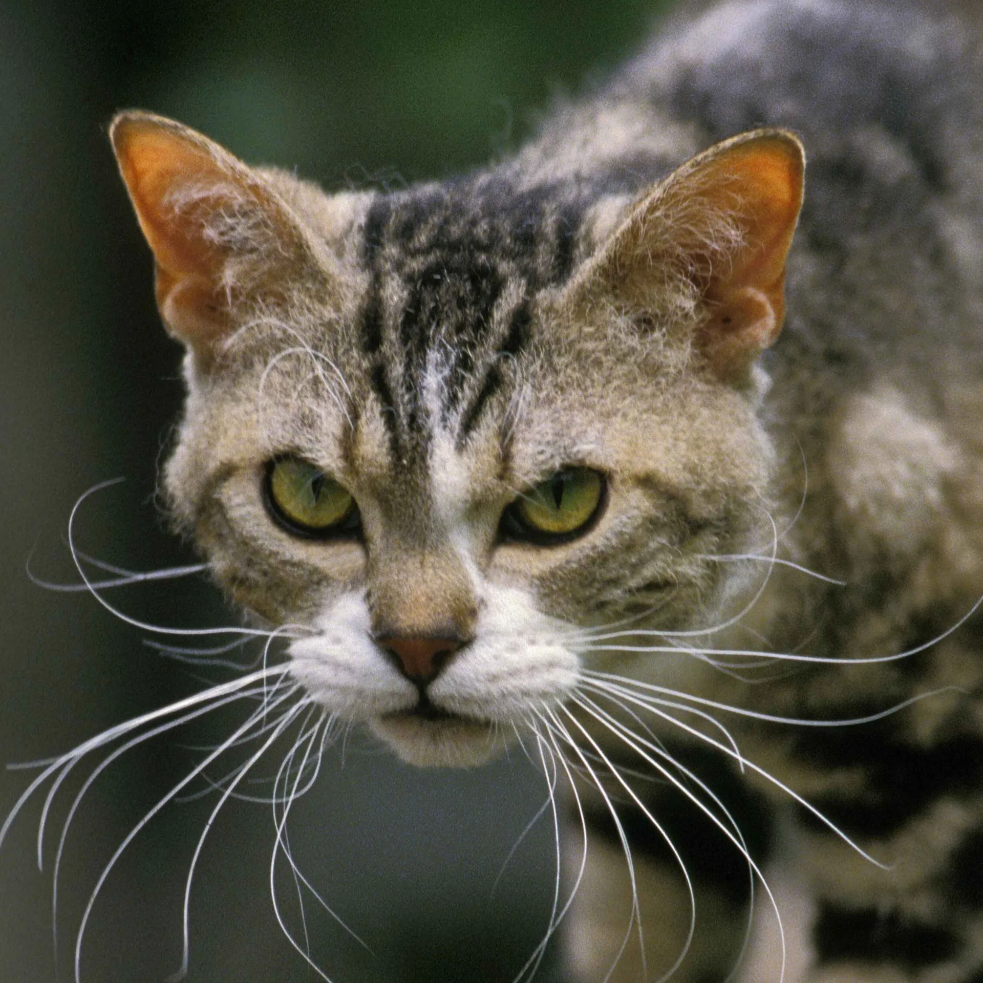 Close up of a tabby cat with wiry fur and intense green eyes looking directly forward