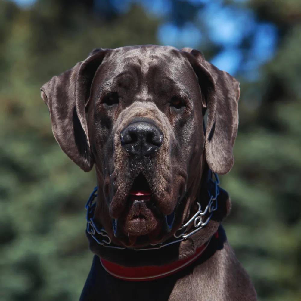 Black Great Dane dog headshot looking forward with a red collar and chain