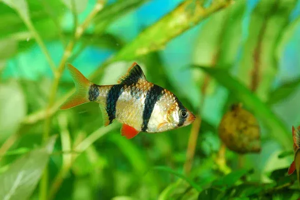Tiger Barb with striking black stripes on a gold body and red fins swimming in lush plants