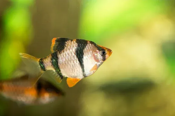 Tiger Barb with silver and black stripes and orange fins swimming in a green aquarium