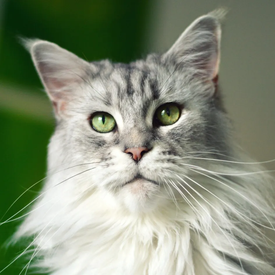 Close up of a majestic silver tabby Maine Coon cat with green eyes long white whiskers and ear tufts