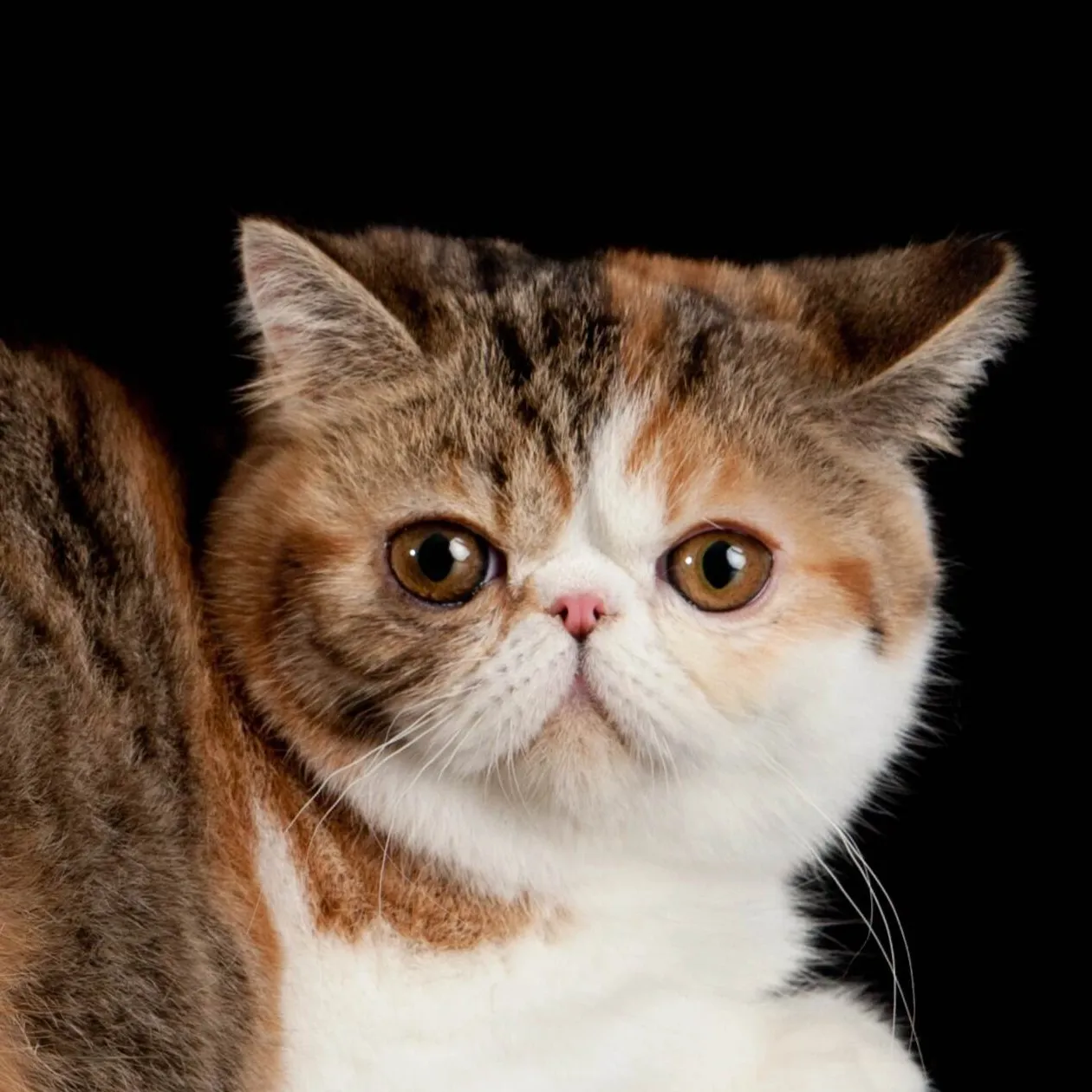 Close up of a calico Exotic Shorthair cat with a flat face and round amber eyes