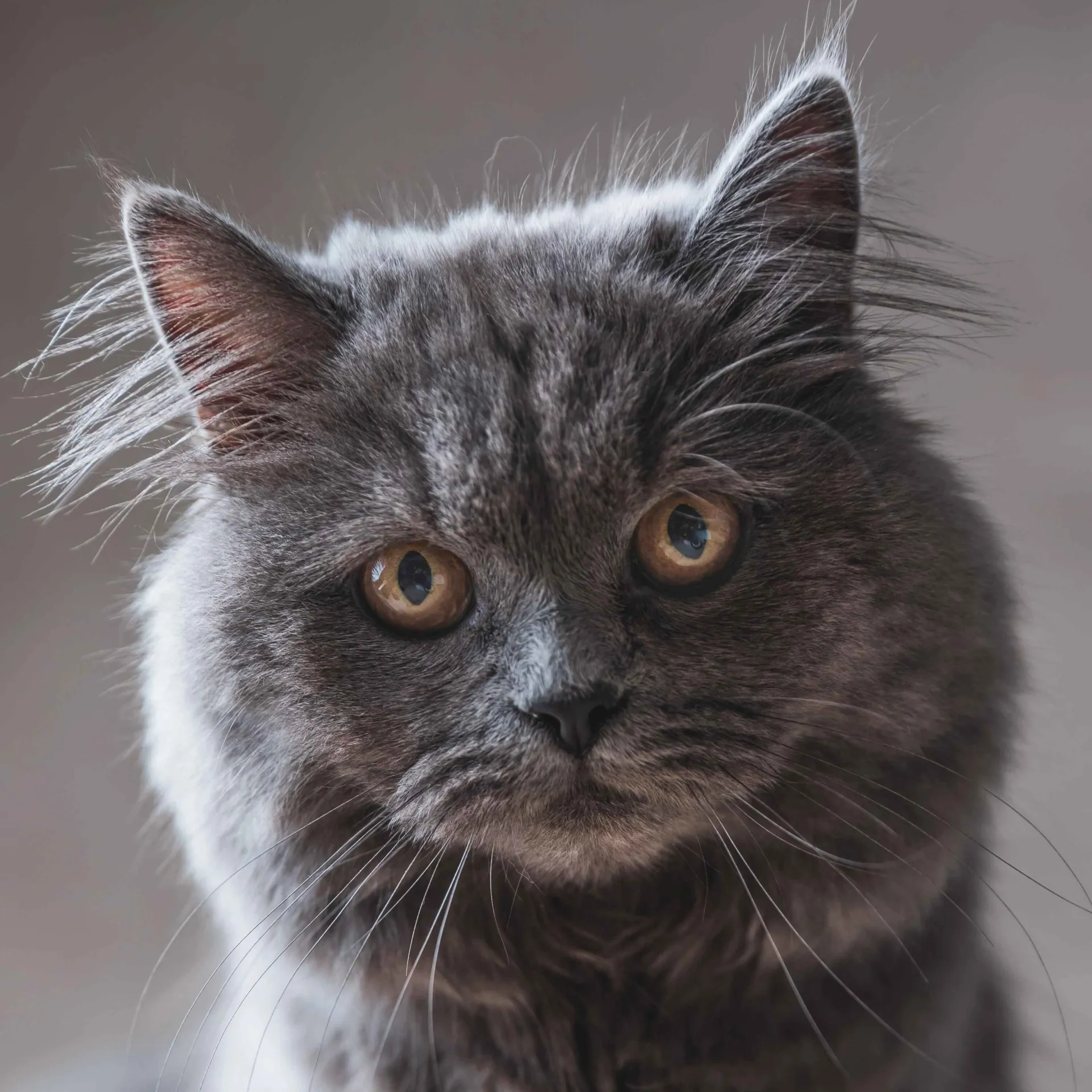 Close up of a fluffy gray British Longhair cat with striking orange eyes looking at the viewer