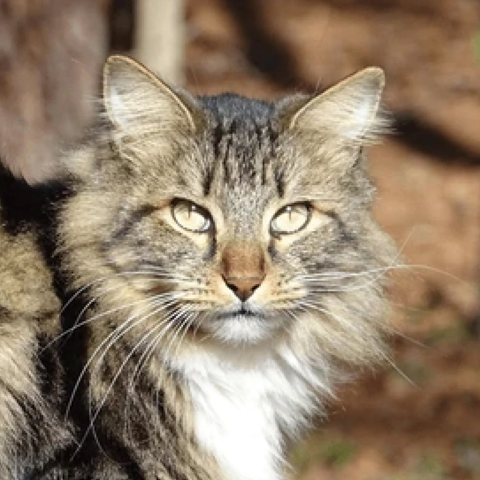A fluffy tabby cat with striking yellow eyes and white chest fur looks directly at the viewer