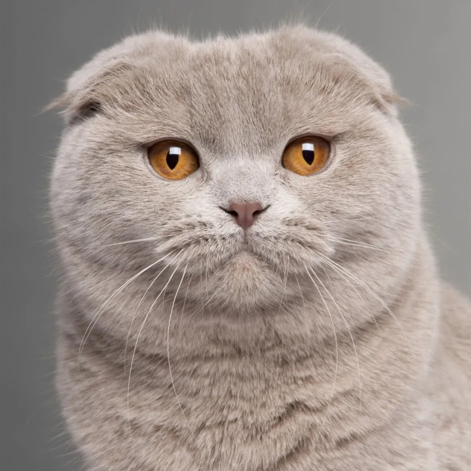 Close up of a grey Scottish Fold cat with folded ears and striking amber eyes