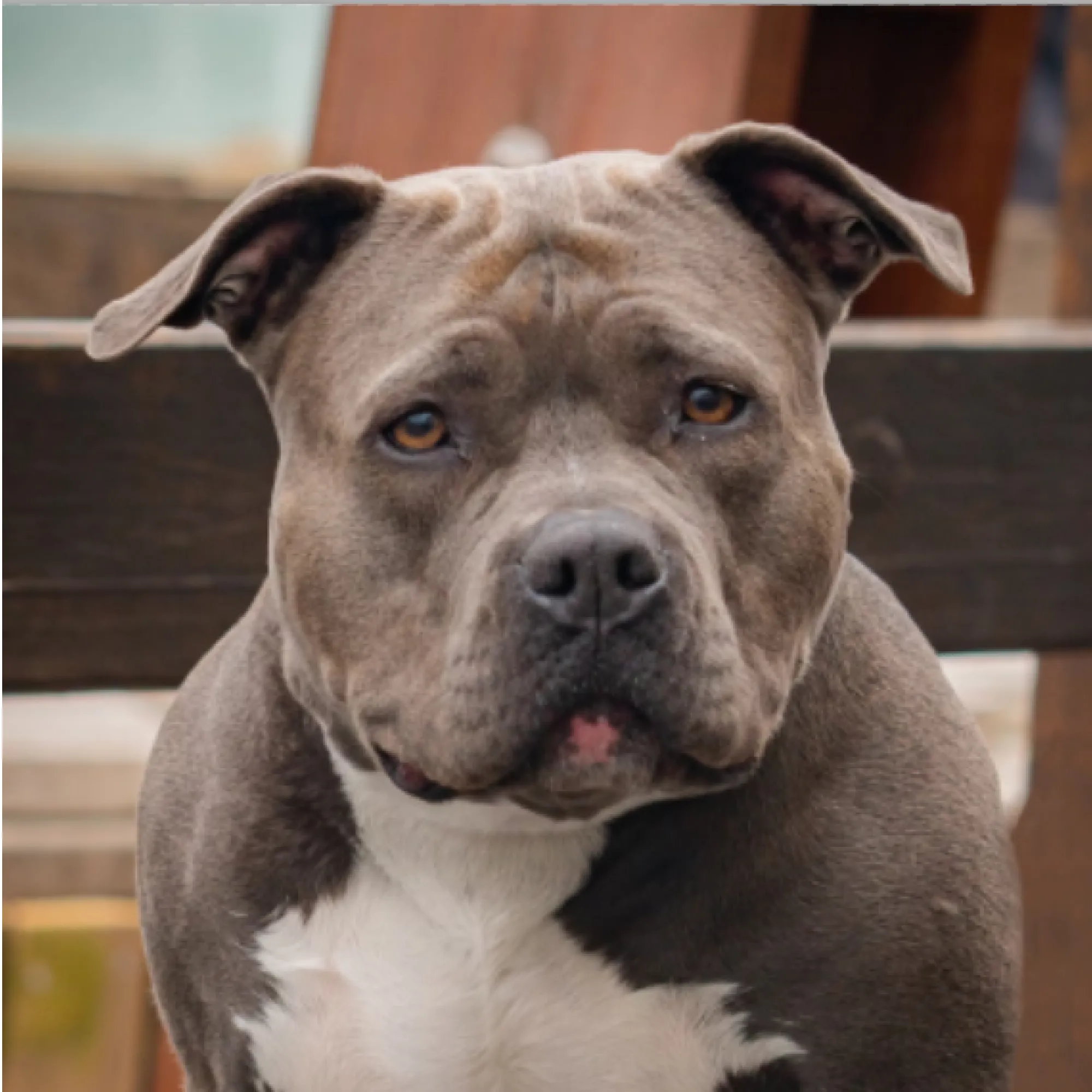ray American Bully dog headshot white chest direct gaze