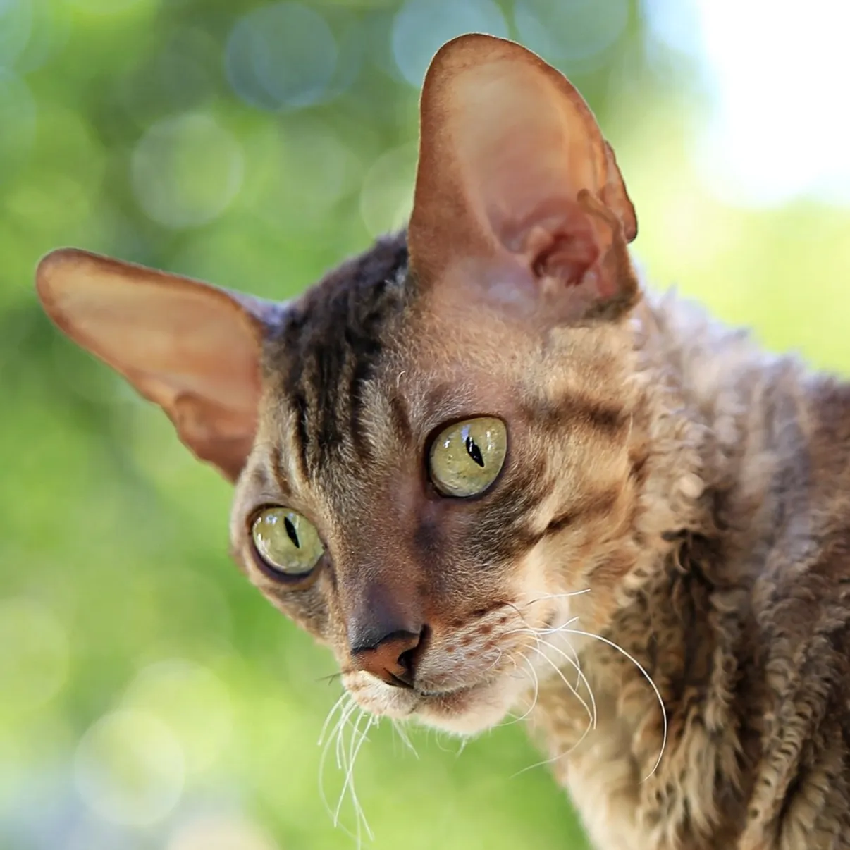 Closeup of a brown tabby Cornish Rex cat with large ears and green eyes