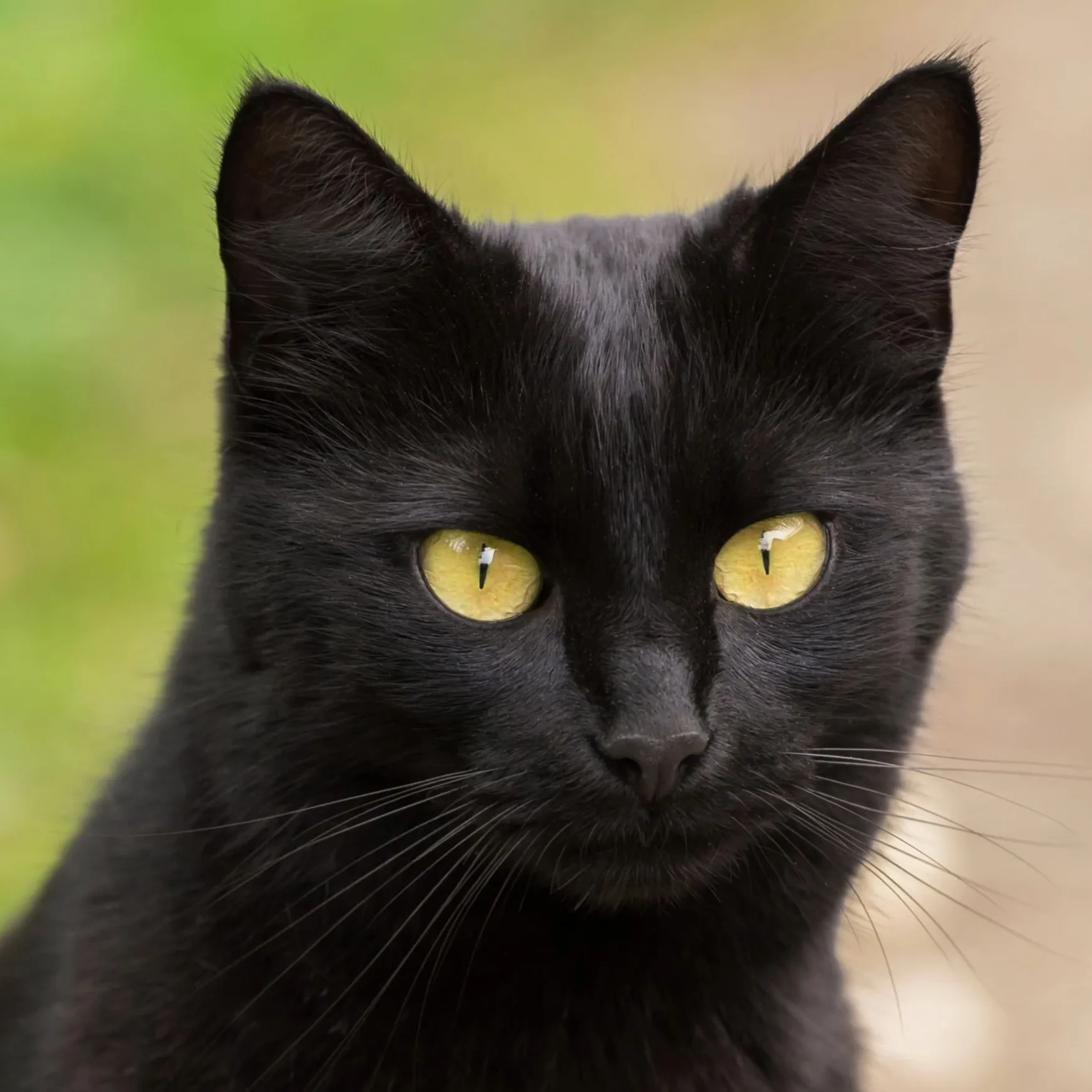 Closeup of a black Bombay cat with striking golden yellow eyes