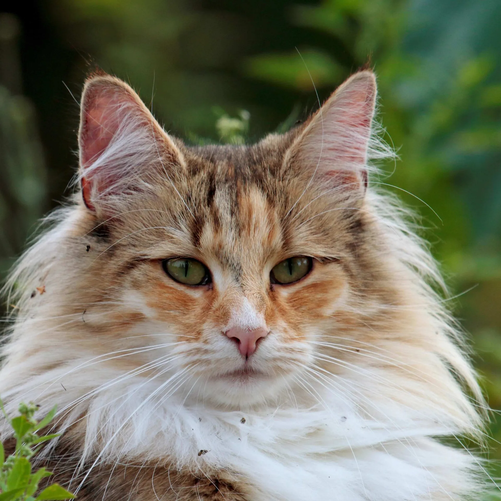 Closeup of a fluffy brown and white Norwegian Forest cat with green eyes Norwegian Forest cat face