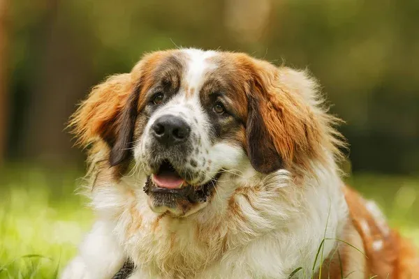 Fluffy brown and white Moscow Watchdog with open mouth lying in grass