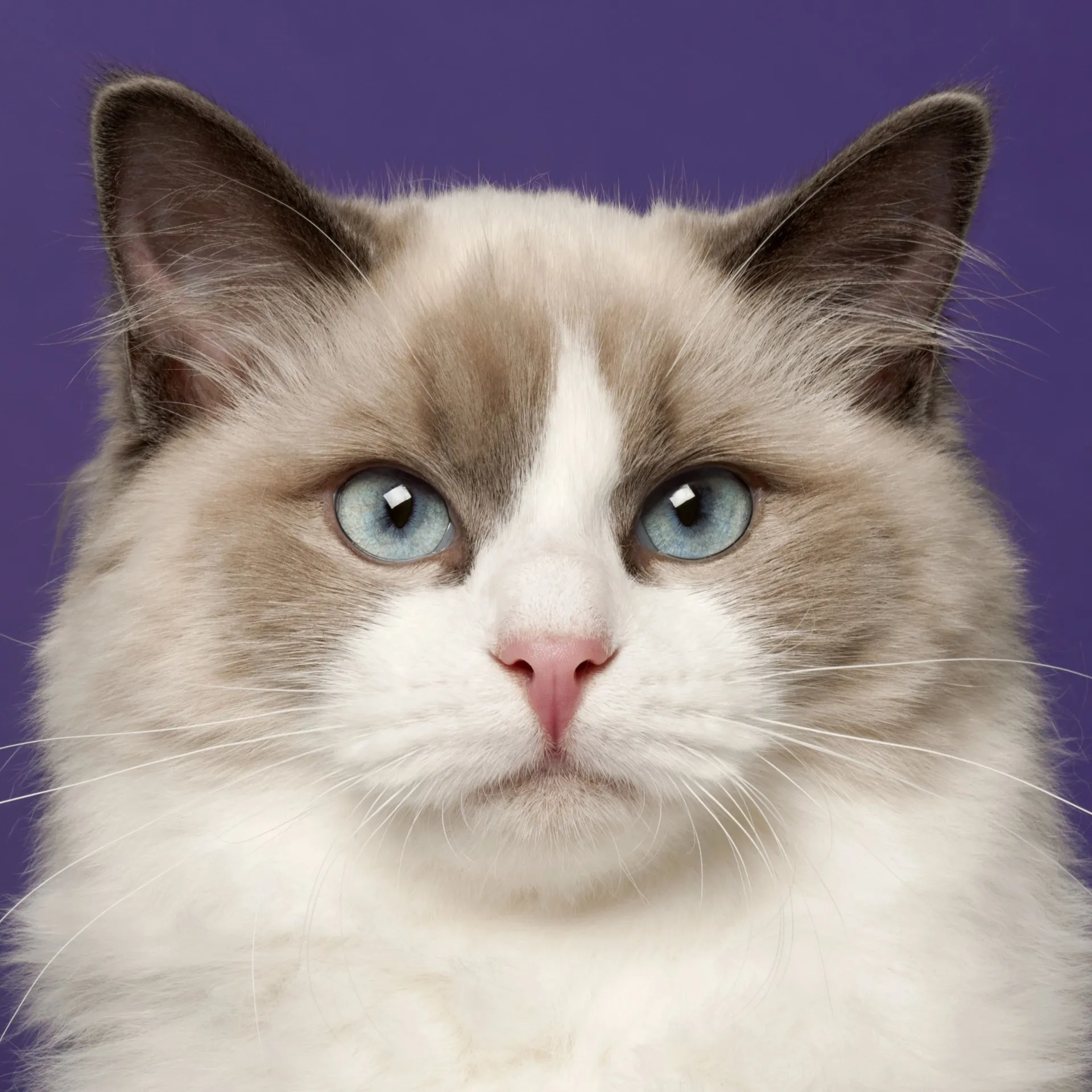 Fluffy Ragdoll cat face closeup bright blue eyes dark ears purple background