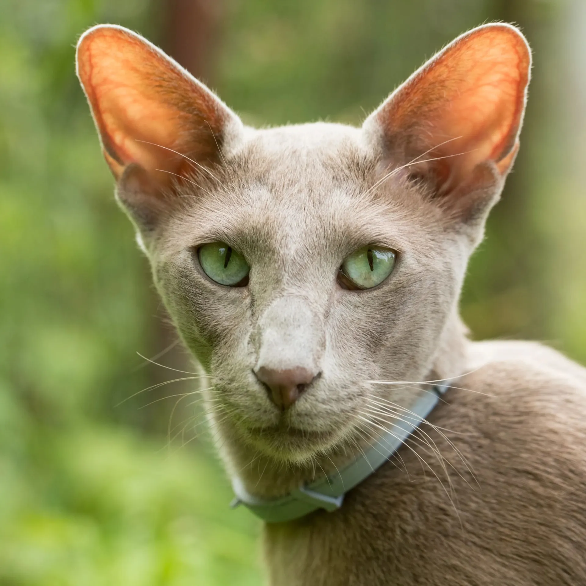 Close up of a lilac Oriental Shorthair cats face with large ears striking green almond shaped eyes