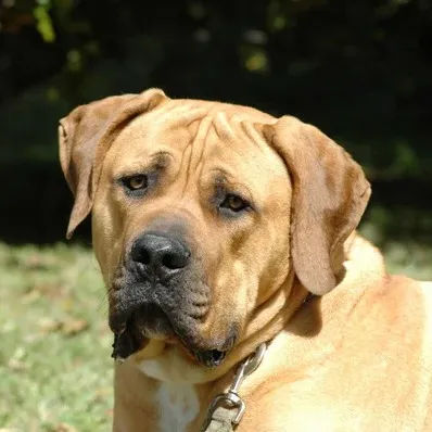 Tan Boerboel dog headshot looking up with droopy ears against green background
