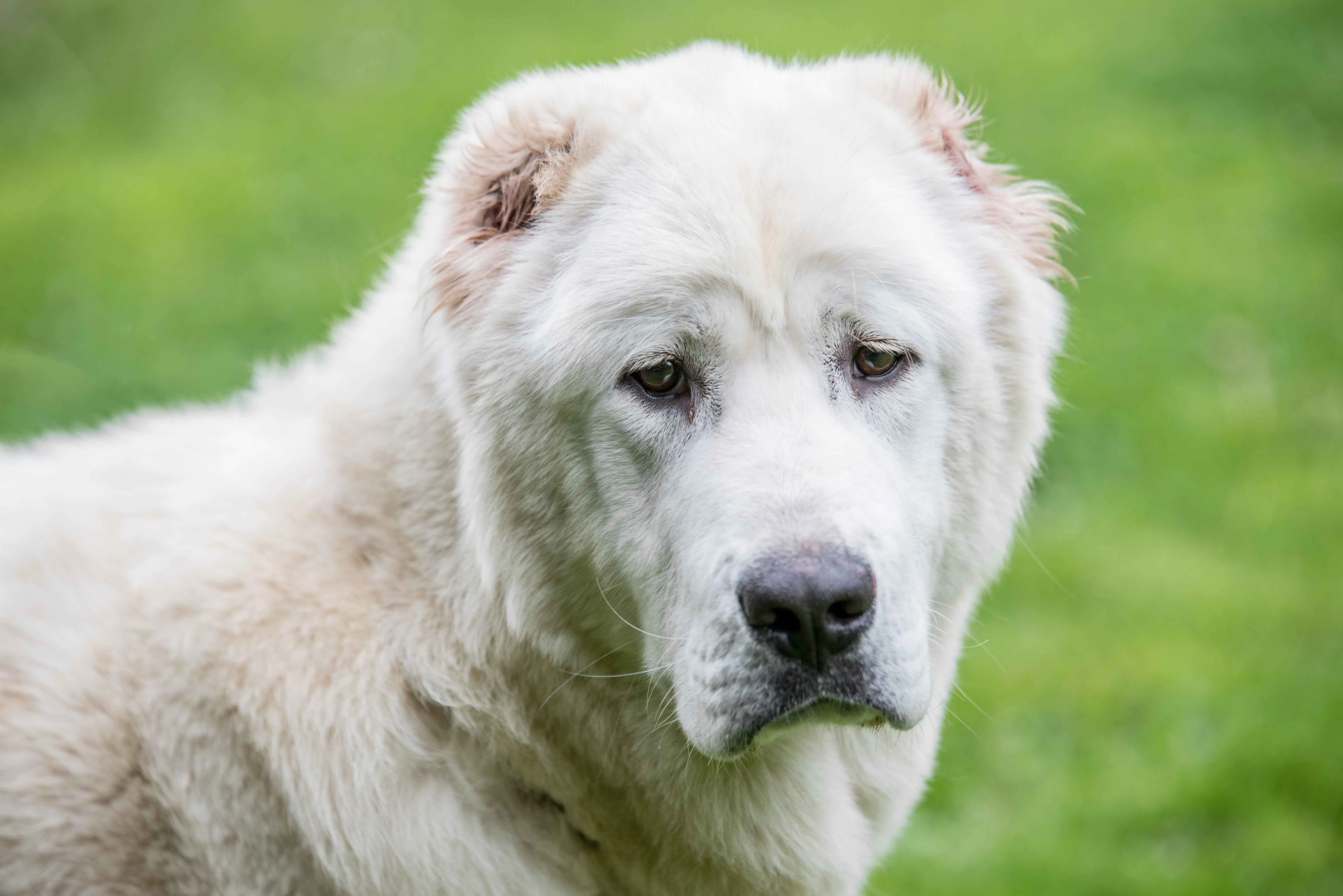 Close up of a large white Central Asian Shepherd Dog with cropped ears against a green background