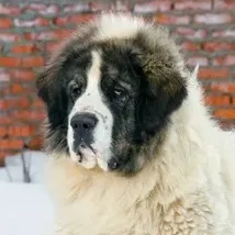 Fluffy Pyrenean Mastiff with black and white face standing near snowy brick wall