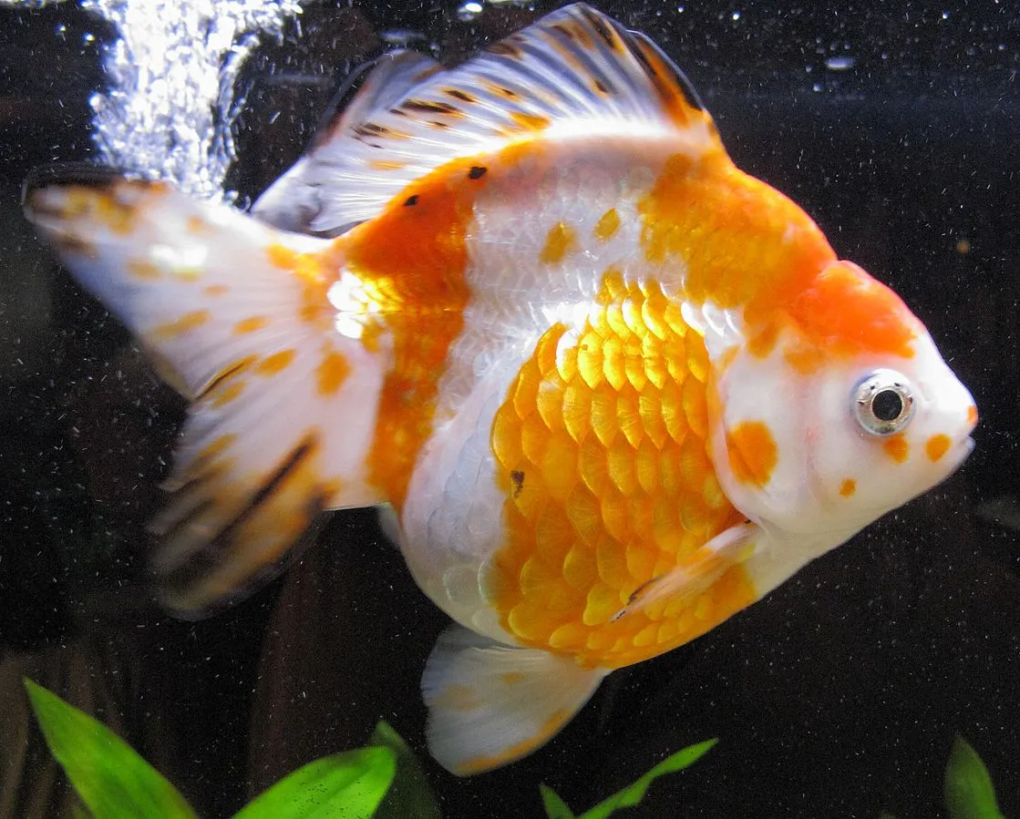 Ryukin Goldfish with orange and white scales swimming in freshwater aquarium