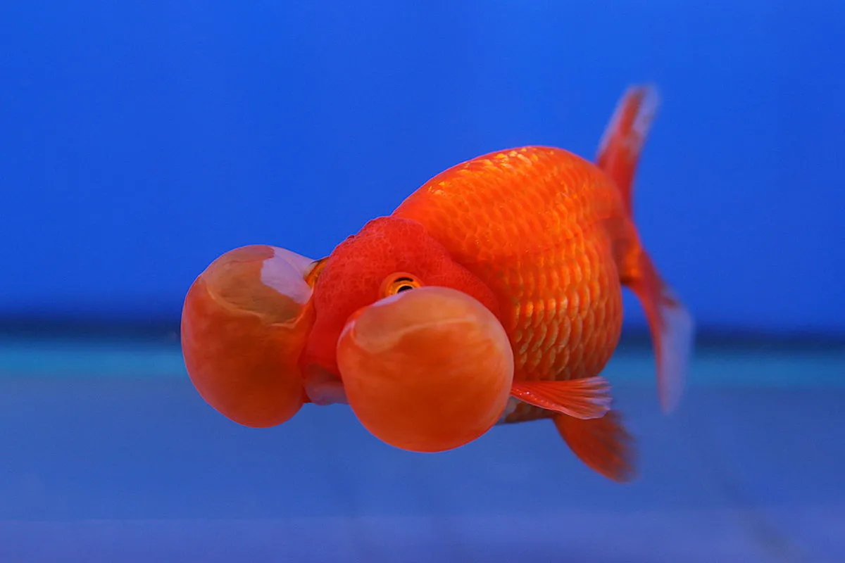 A distinctive orange Bubble Eye Goldfish with large fluid filled sacs under its eyes swim
