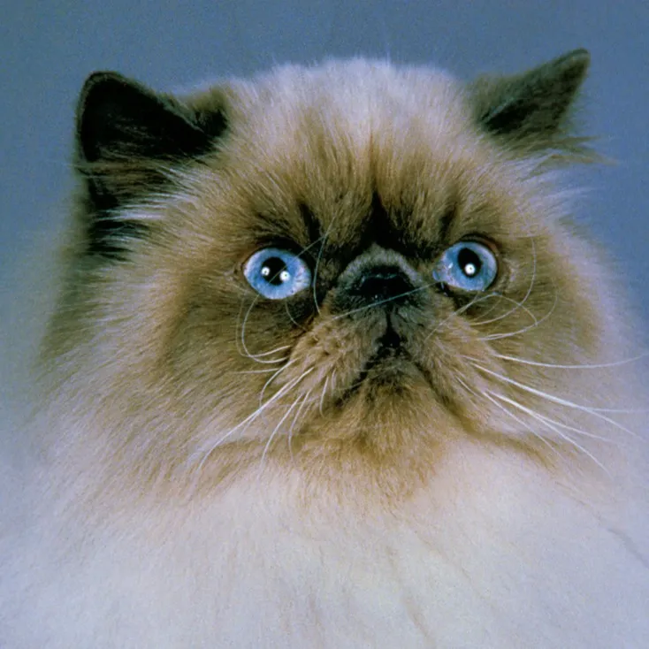 Closeup of a fluffy Himalayan cat face with brilliant blue eyes and dark ear tips