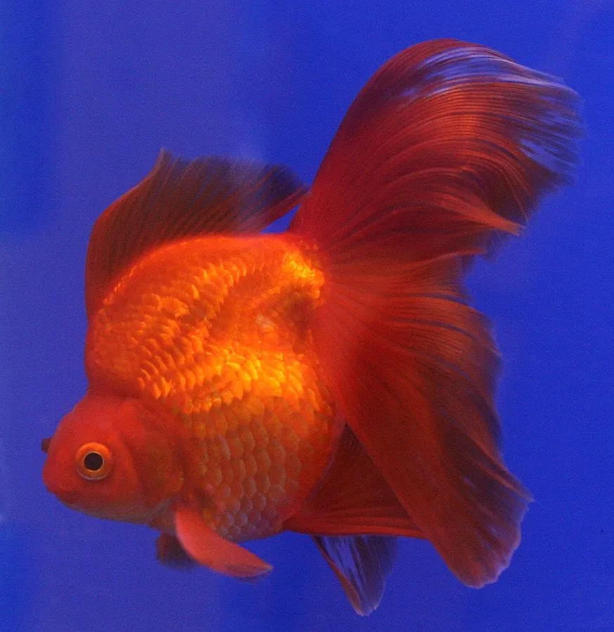 Bright red Ryukin Goldfish with flowing fins swimming in blue aquarium water