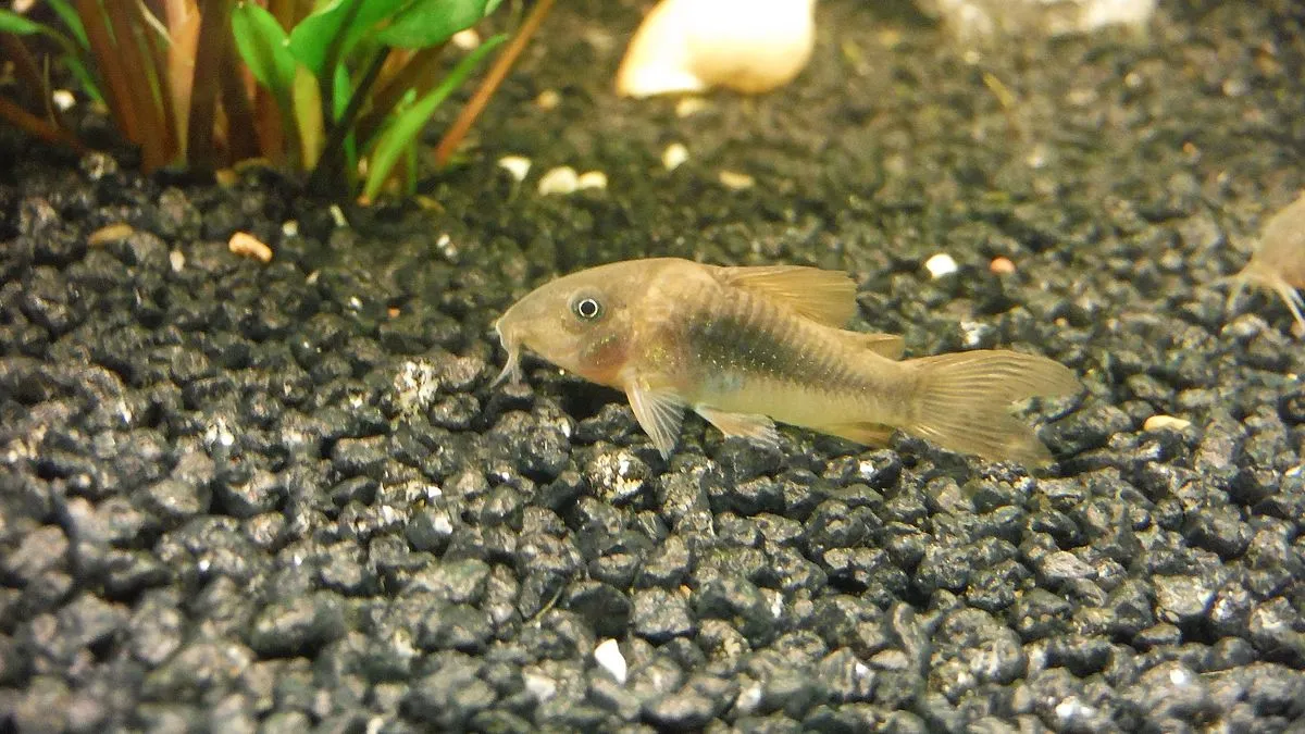 Bronze Corydoras catfish resting on dark gravel at the bottom of an aquarium