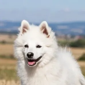 Smiling white fluffy German Spitz headshot outdoors with open mouth