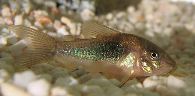 Bronze Corydoras fish with shiny scales lying on light gravel in aquarium