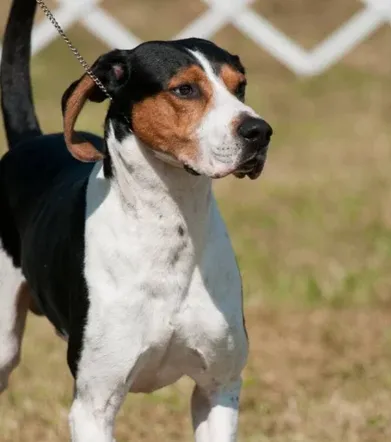 Tricolored Treeing Walker Coonhound with black tan and white fur on a leash