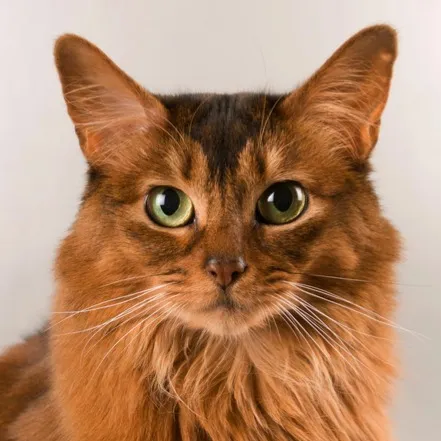 Close up of a fluffy ruddy Somali cat with expressive green eyes looking slightly to the side