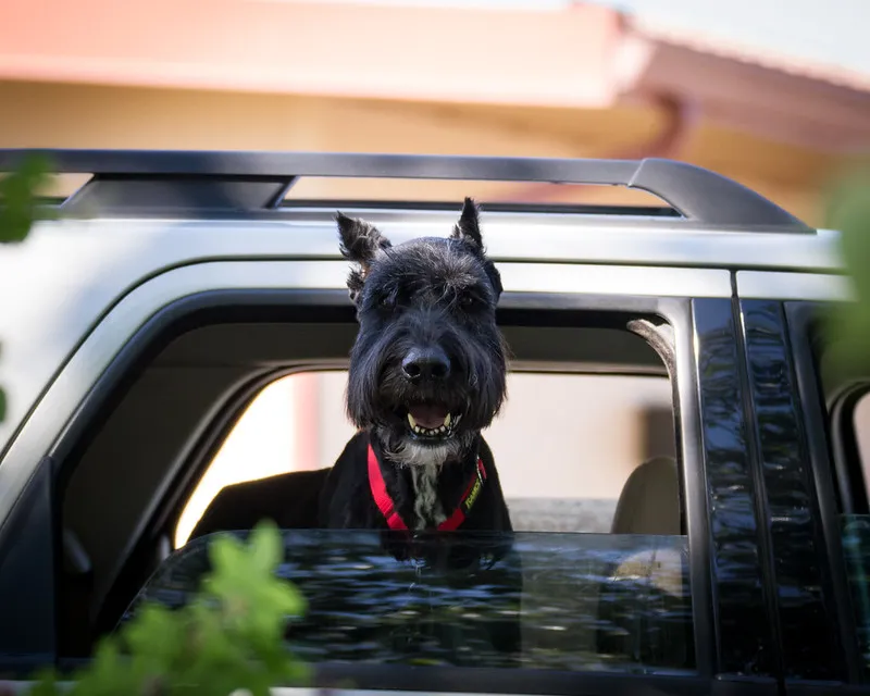 Black Giant Schnauzer with cropped ears and docked tail looks out car window