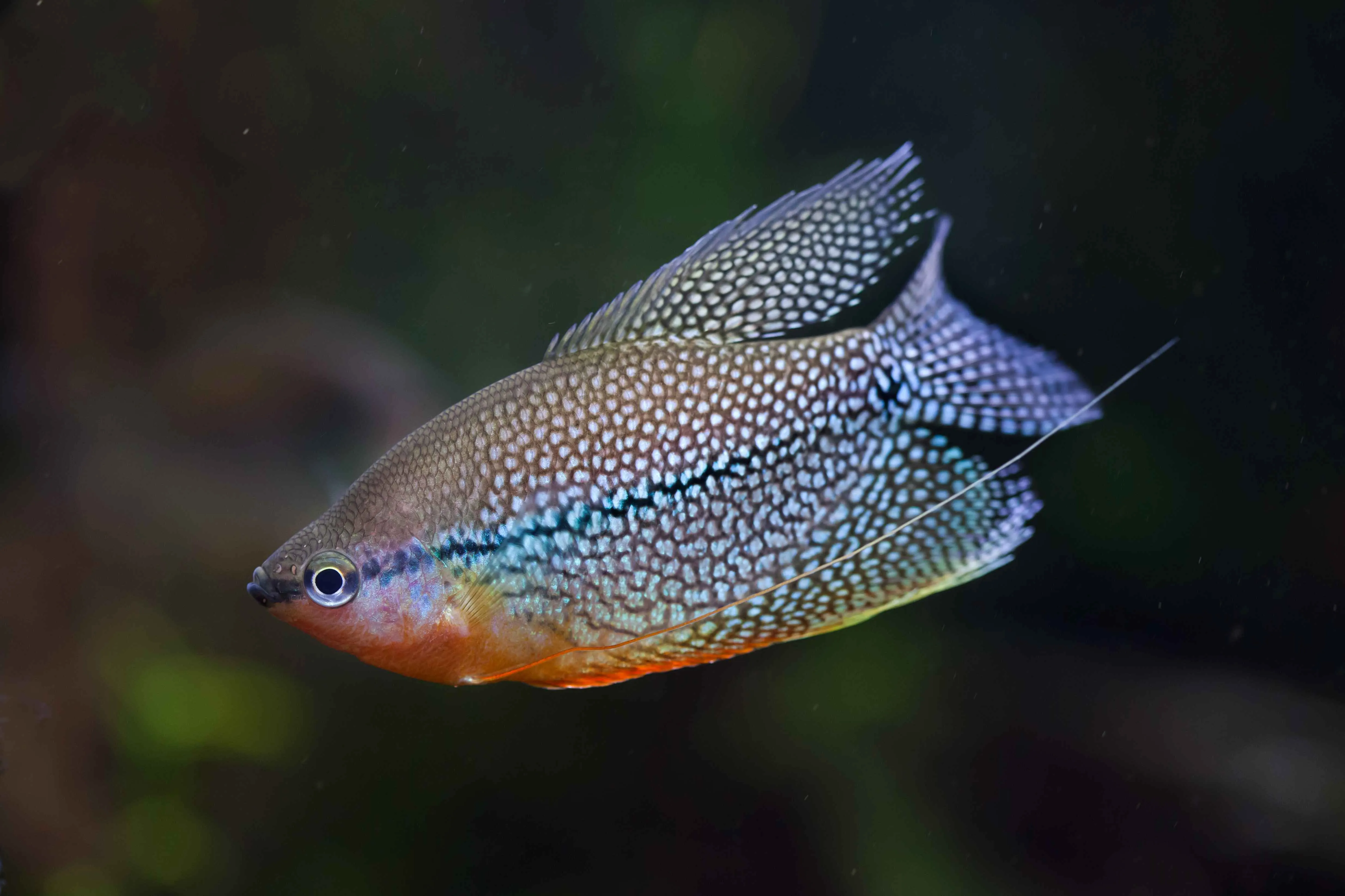 A beautiful Pearl Gourami fish with iridescent scales and long feelers swims gracefully