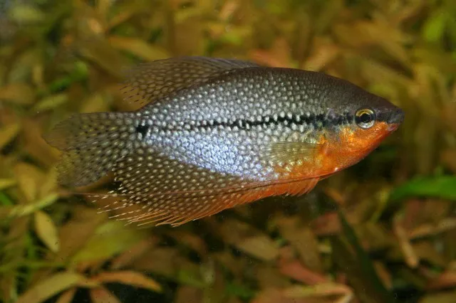 A vibrant Pearl Gourami fish with a distinct black stripe and orange belly in water