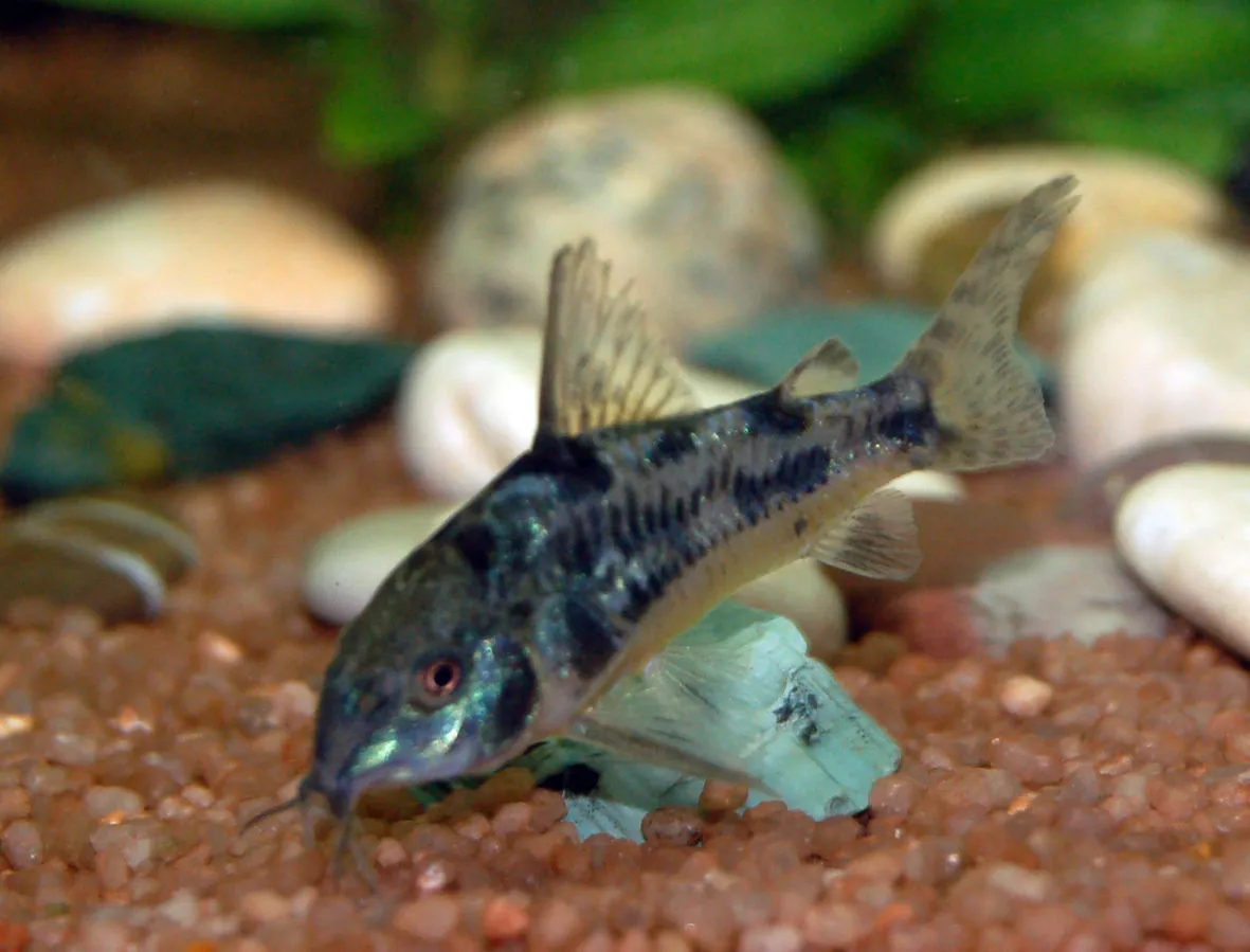 Peppered Corydoras swimming near brown gravel with rocks in aquarium background