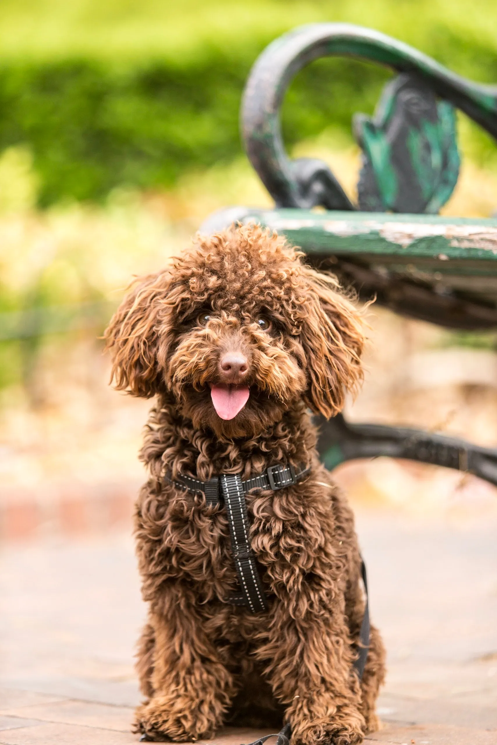 Small brown curly Portuguese Water Dog sits panting in front of a bench