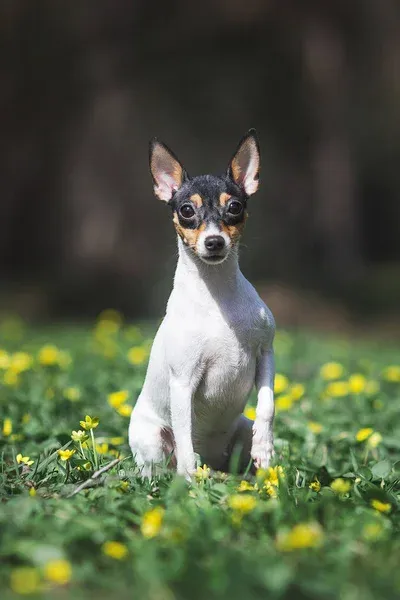 Small Toy Fox Terrier with black tan and white fur sitting in green grass with yellow flowers